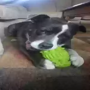adoptable Dog in Tarzana, CA named Sadie
