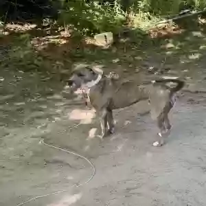 adoptable Dog in Rodney, MI named Mendoza may