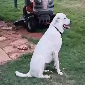 adoptable Dog in Rotan, TX named Bo