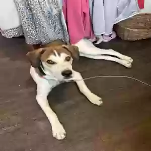 adoptable Dog in Warren Center, PA named Oakley
