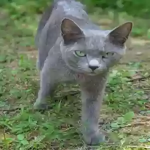 /images/pets/original/2184828_actual_three.webp