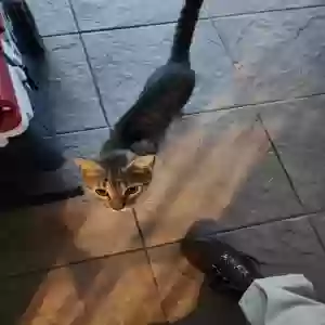 adoptable Cat in Melbourne, FL named Doug