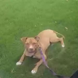adoptable Dog in Memphis, TN named Kairi