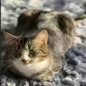 adoptable Cat in Oak Park, MI named Shadow