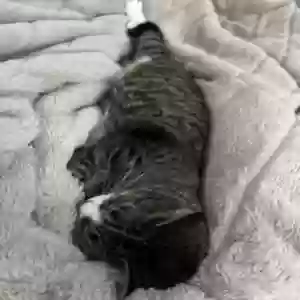 /images/pets/original/2184844_actual_three.webp