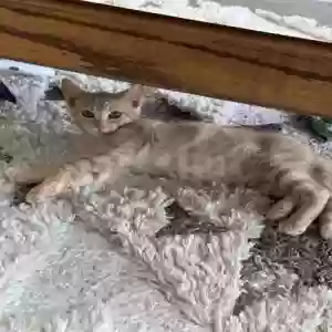adoptable Cat in Huntington Park, CA named Panini