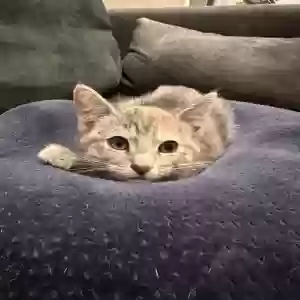 adoptable Cat in Huntington Park, CA named Bonita