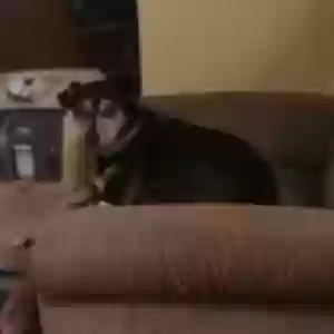 /images/pets/original/2184863_78961_Messenger_creation_F2B5B2E1-33DB-4413-B2C4-467DCF81A1E8.webp