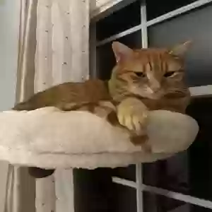 adoptable Cat in Palm, PA named Simon