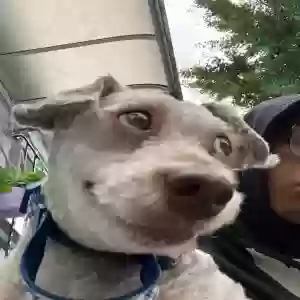 adoptable Dog in Jamaica, NY named Scrappy