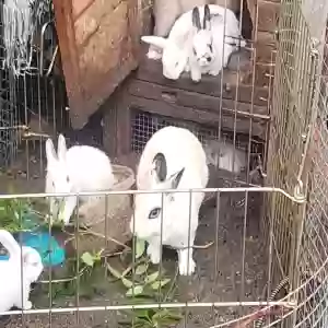 adoptable  in Algonac, MI named Bunnies