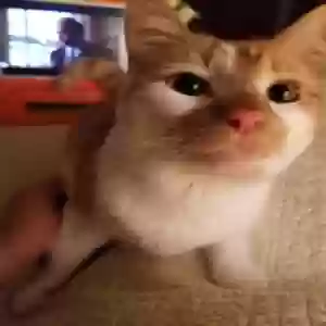 adoptable Cat in Southington, CT named Nibble