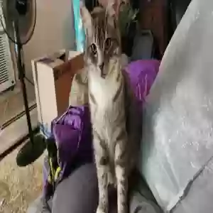 adoptable Cat in Amarillo, TX named Blitzo