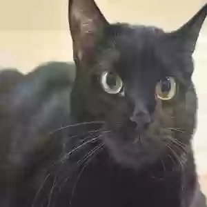 adoptable Cat in Amarillo, TX named Lucy