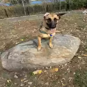 adoptable Dog in Staten Island, NY named Marshall