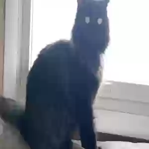 adoptable Cat in South Bend, IN named Luna