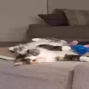 adoptable Cat in Richland, MI named Unknown