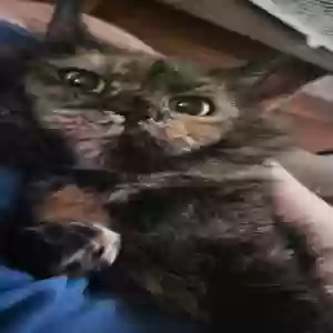 adoptable Cat in Xenia, OH named Junebug