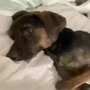 adoptable Dog in Clarksville, TN named Santi