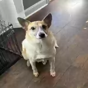adoptable Dog in Clarksville, TN named Milo
