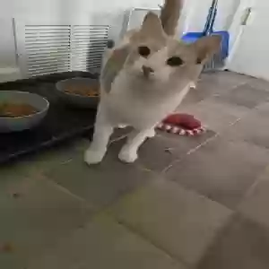 adoptable Cat in Saint Joseph, MI named Mr. Mango