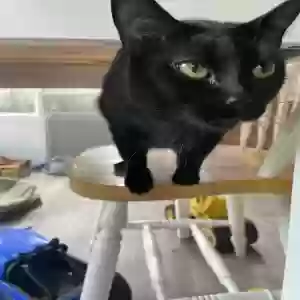 adoptable Cat in Saint Joseph, MI named Ms. Beans