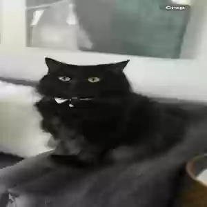 adoptable Cat in Orlando, FL named May