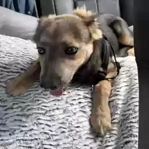 adoptable Dog in Weimar, TX named Unknown - stray