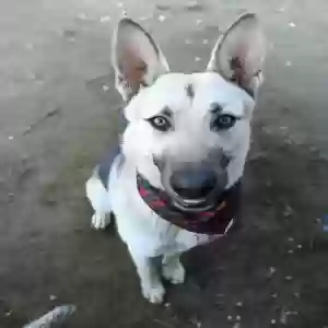 adoptable Dog in Perris, CA named Storm