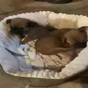 adoptable Dog in Daingerfield, TX named James