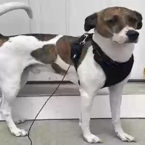 adoptable Dog in Fairmont, WV named Apollo