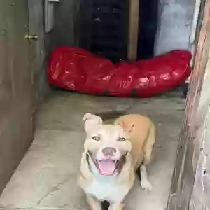 adoptable Dog in Hamilton, OH named Generousity