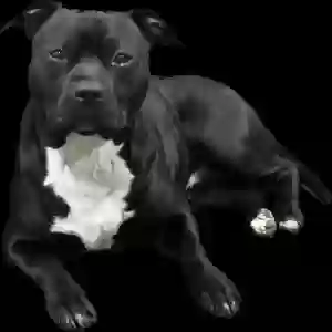 adoptable Dog in Baldwin, NY named Leo