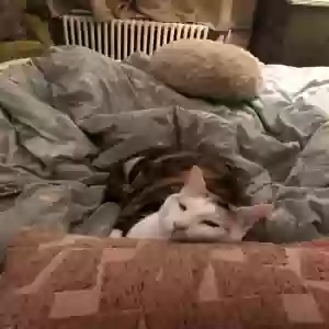 adoptable Cat in Elmont, NY named Angel/Angelina