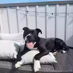 adoptable Dog in Philadelphia, PA named Christian