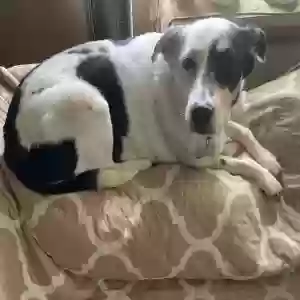 adoptable Dog in Amityville, NY named Gina