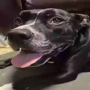 adoptable Dog in Jacksonville, FL named Cowgirl