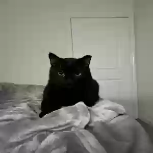 adoptable Cat in Hollywood, FL named Bruno