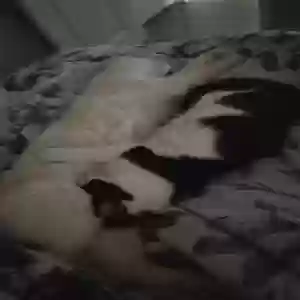 adoptable Cat in Pleasant Hill, IA named Unknown