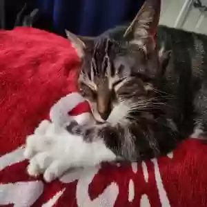 adoptable Cat in North Tonawanda, NY named Mama