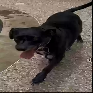 adoptable Dog in Katy, TX named Junior