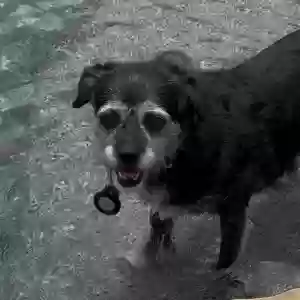 /images/pets/original/2185078_actual_three.webp