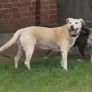 adoptable Dog in Katy, TX named Mama