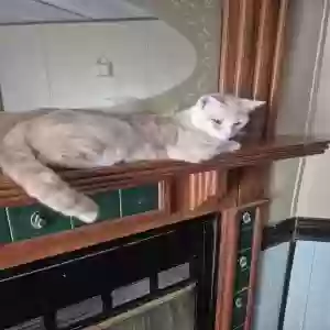 adoptable Cat in Paris, TN named Dusty