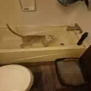 adoptable Cat in Paris, TN named Guizmo