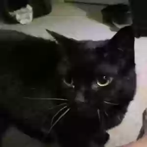 adoptable Cat in Princeton, TX named Paris