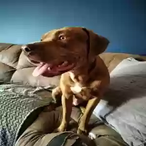 adoptable Dog in Johnstown, PA named Bronson