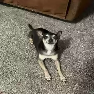 adoptable Dog in Corpus Christi, TX named Unknown