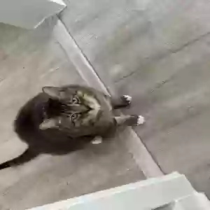 adoptable Cat in Lake Jackson, TX named Archimedes
