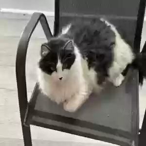 adoptable Cat in Lake Jackson, TX named Diomedes